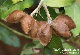 Image result for Heritiera