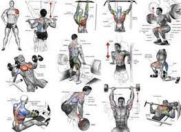 pin by emir has on exercise muscle gain workout build muscle workout for beginners