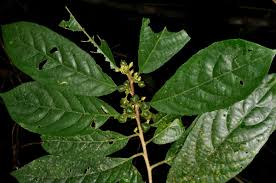 Image result for Rinorea