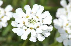 Grows best in areas that receive at least 6 hours of direct sunlight, blooming in the spring with masses of pure white flowers. Candytuft Plant Care Growing Guide