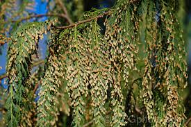 Image result for Cupressus funebris