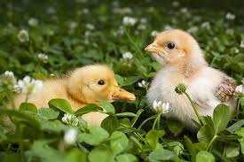 May 27, 2021 · lockdown humidity: Incubating Duck Eggs With Chicken Eggs Backyard Poultry