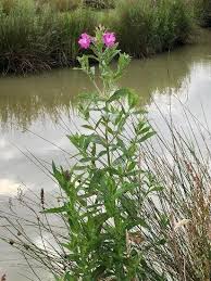 Maybe you would like to learn more about one of these? Common Wild Flowers Found Along The Canal Towpath