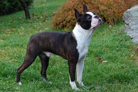 Find the perfect boston terrier puppy at puppy avenue. Boston Terrier Puppies For Sale From Reputable Dog Breeders