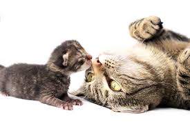 But do you think that humans and cats have the same pregnancy period? How Do I Know If My Cat Is Pregnant Pettime