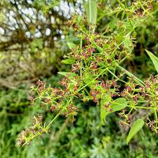 Image result for Rubia cordifolia