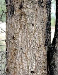 Image result for Balanites