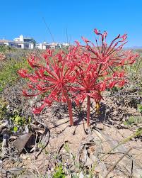 Image result for Chlorophytum gallabatense