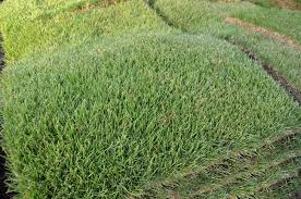 Check spelling or type a new query. Where To Plant Zoysia Grass The Grass Outlet Texas