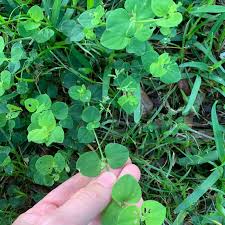 Image result for Drymaria