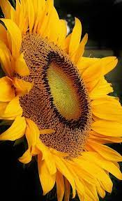 Sunflower By Bruce Bley Beautiful Flowers Sunflower Pictures Amazing Flowers