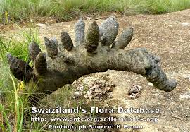 Image result for Xerophyta eylesii