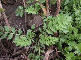 Image result for Rorippa