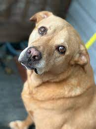 Do dogs like to stress their owners out sometimes?