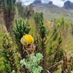 Image result for Argyrolobium fischeri