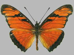 Image result for Dolichos junodii