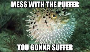 Mess With These Scrappy Animals And You Re Gonna Get A Brand New Meme Fish Puffer Fish Animals