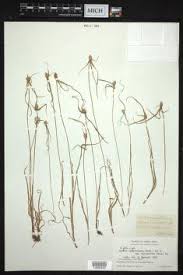 Image result for Kyllinga odorata