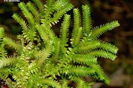 Image result for Selaginella mittenii