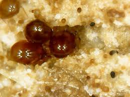 Image result for Stenostelma corniculatum