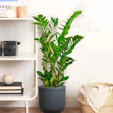 ZZ Plant | Zamioculcas Zamiifolia "Aroid Palm"- Nursery Nisarga