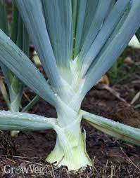 Maybe you would like to learn more about one of these? The Art Of Harvesting Onions