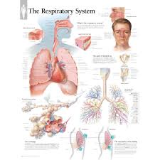 Scientific Publishing 8130l Respiration Gas Exchange Chart