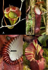 Mechanics reveals the role of peristome geometry in prey capture in  carnivorous pitcher plants (Nepenthes)