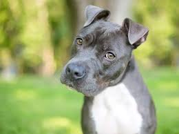 Drop warm liquid coconut oil into your dog's ears every two to three hours during the day and before bedtime. Dog Ears How To Care For Them And Why You Should Smell Them