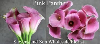 Calla Mini Pink Panther Photo Credit Allison Linder Calla Calla Lily Pink