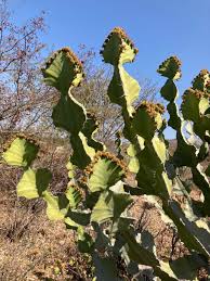 Image result for Euphorbia cooperi