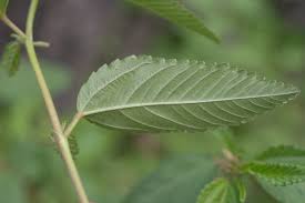 Image result for Corchorus aestuans