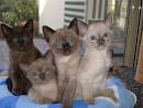 Tonkinese Kittens For Sale by Reputable Breeders ...