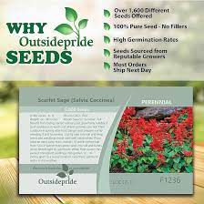 Amazon.com : Outsidepride Perennial Salvia Coccinea Sage Scarlet Wild  Flowers Attracting Beneficial Insects & Hummingbirds - 5000 Seeds :  Flowering Plants : Patio, Lawn & Garden