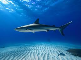 Image result for shark