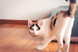 Cat Spraying Why Does It Happen And What Can You Do Catster