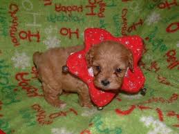 Puppyfinder.com is your source for finding an ideal cavapoo puppy for sale in texas, usa area. Cavapoo Puppies Pets And Animals For Sale Texas
