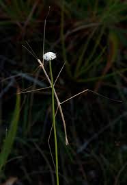 Image result for Mesanthemum africanum