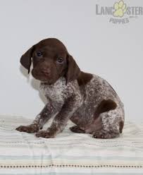 This is a powerful breed that is review how much german wirehaired pointer puppies for sale sell for below. Musket German Shorthaired Pointer Puppy For Sale In Dornsife Pa Lancaster Puppies