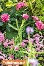 Sie ziehen ihr eigenes gemüse, weil sie sind auf der suche nach pflanzen & blumen und wollen sie bequem online kaufen? Flower Power Fur Den Garten Mitobigemacht Obi Blumen Pflanzen Pflanzen Kaufen Schone Blumenbilder