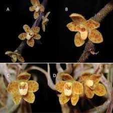 Image result for Nephrangis filiformis