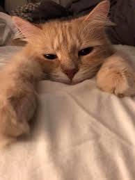 Pin By Megan Houck On Animals Cute Cat Wallpaper Baby Cats Kittens Cutest