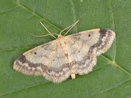 Image result for Idaea biselata