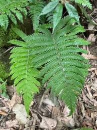 Image result for Thelypteridaceae