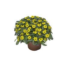 Image result for sanvitalia combine in pots