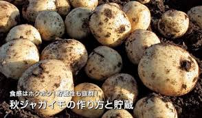 秋ジャガイモの作り方と貯蔵 タキイネット通販 ジャガイモ 赤肉 ジャガイモ栽培