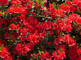 Pink flowering bushes in virginia. 15 Varieties Of Red Flowers To Consider For Your Garden