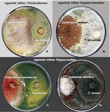 Check spelling or type a new query. Massive Lateral Transfer Of Genes Encoding Plant Cell Wall Degrading Enzymes To The Mycoparasitic Fungus Trichoderma From Its Plant Associated Hosts
