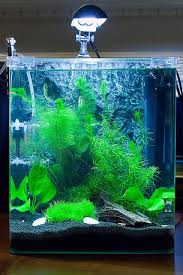 Flickriver Most Interesting Photos Tagged With Fluval Betta Aquarium Fish Tank Aquarium Fish Tank