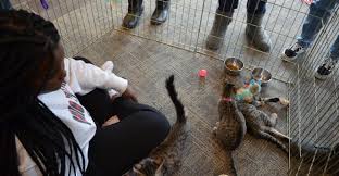 Cash, check or paypal accepted for payment. A Purr Fect Valentine S Day The Transcript